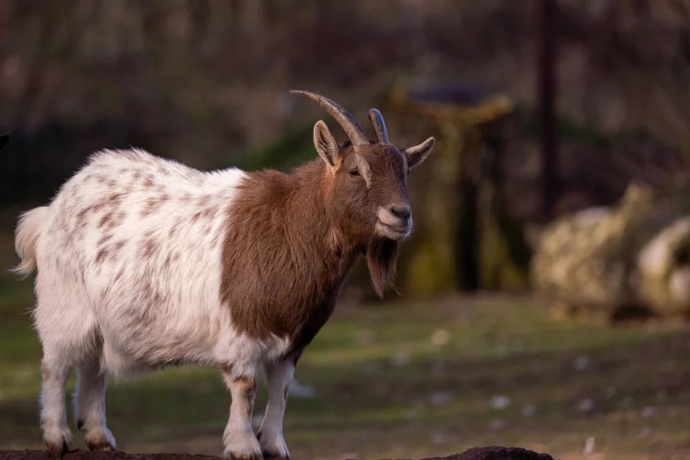 goat